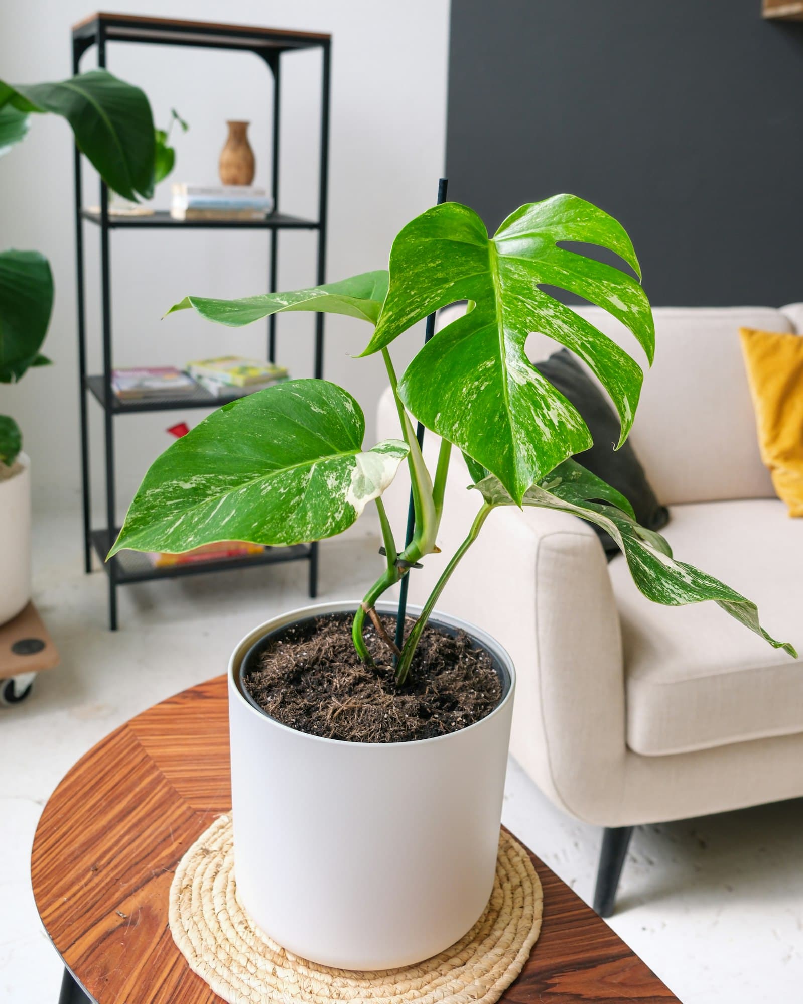 Monstera variegata