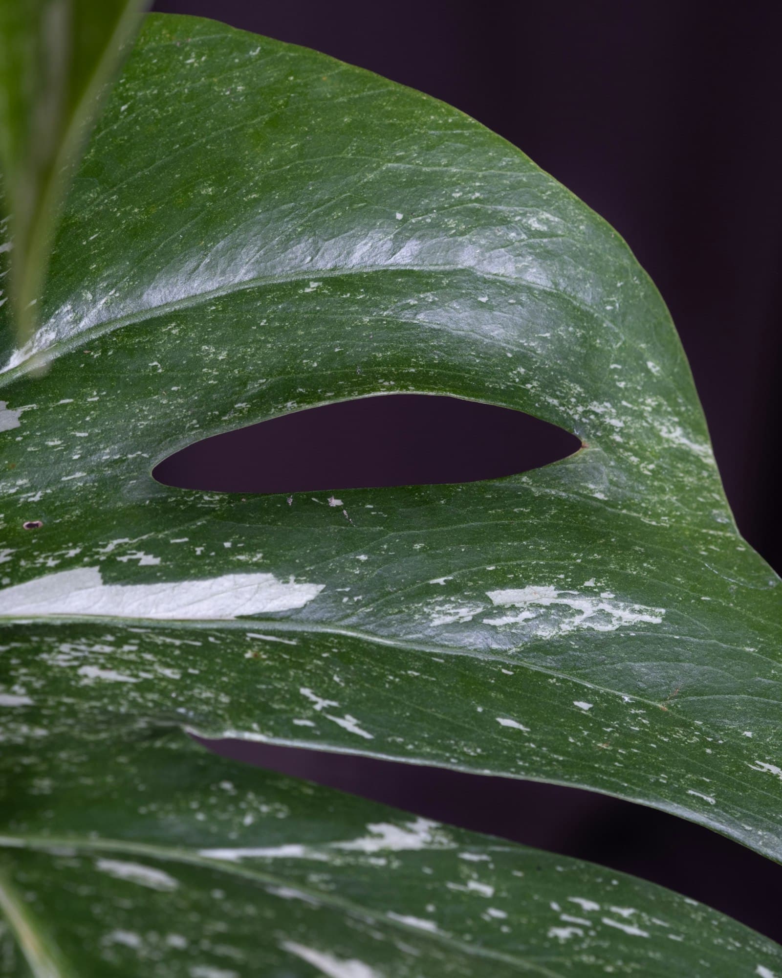 Monstera variegata — slika 2