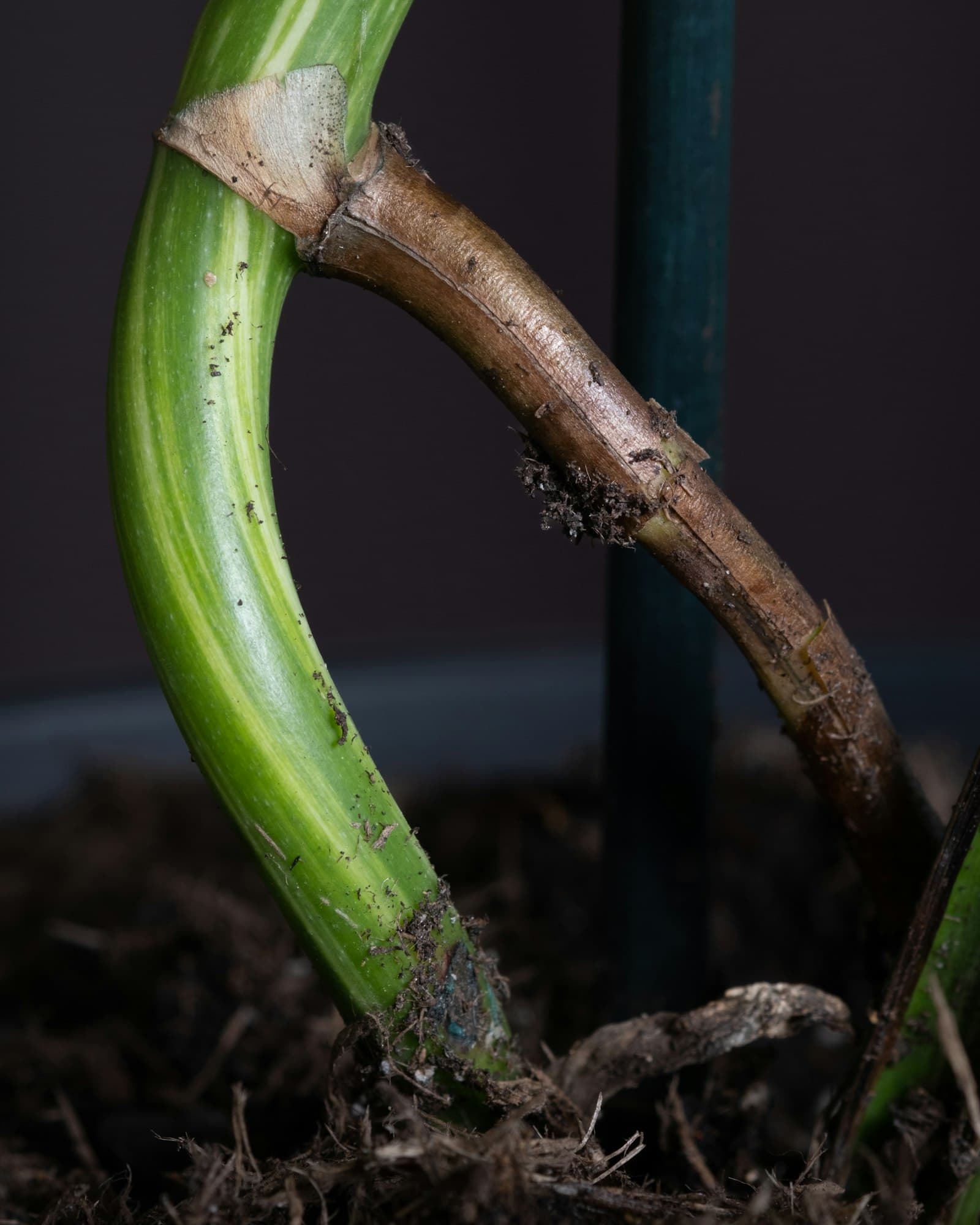Monstera variegata — slika 3
