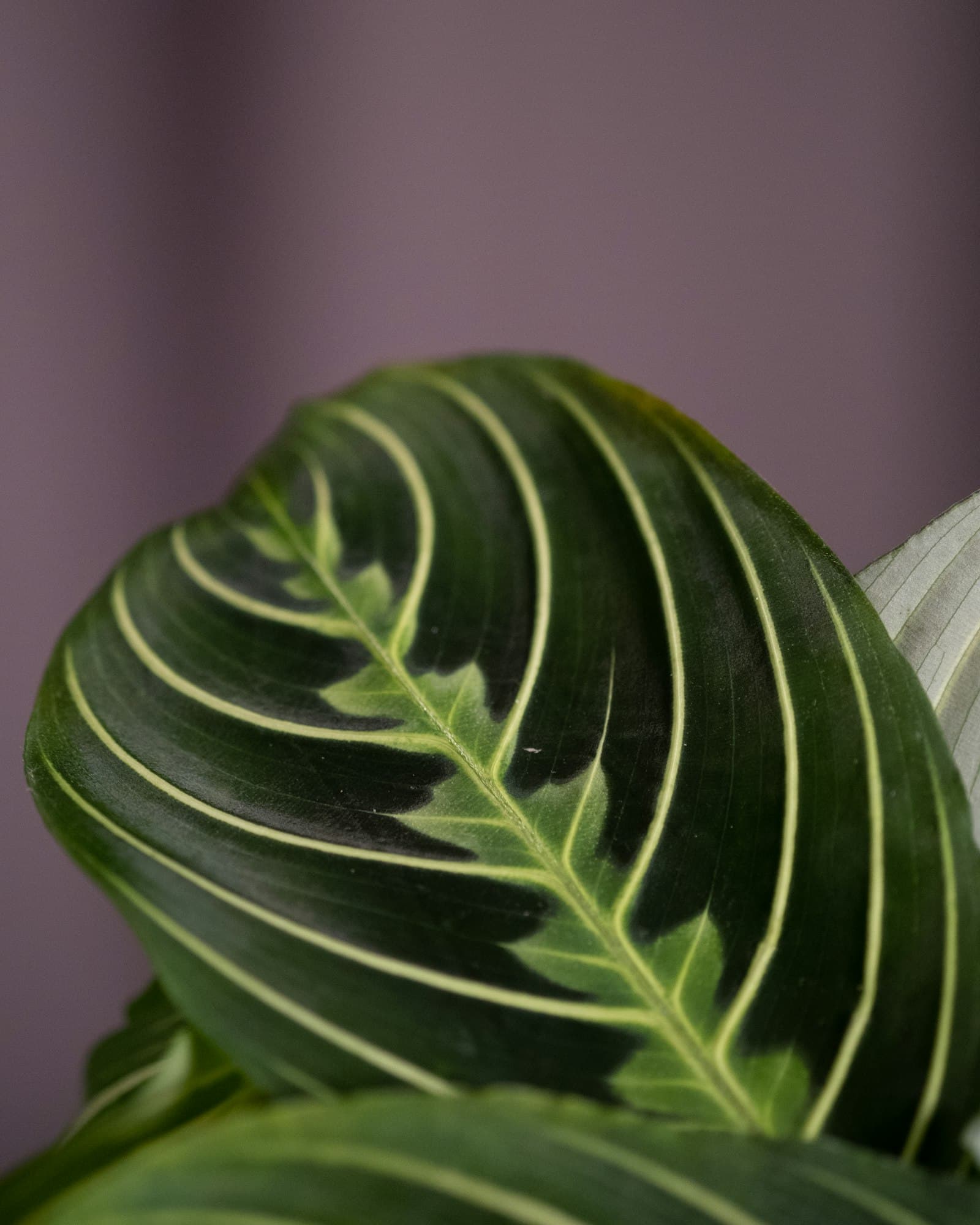 Maranta — slika 2