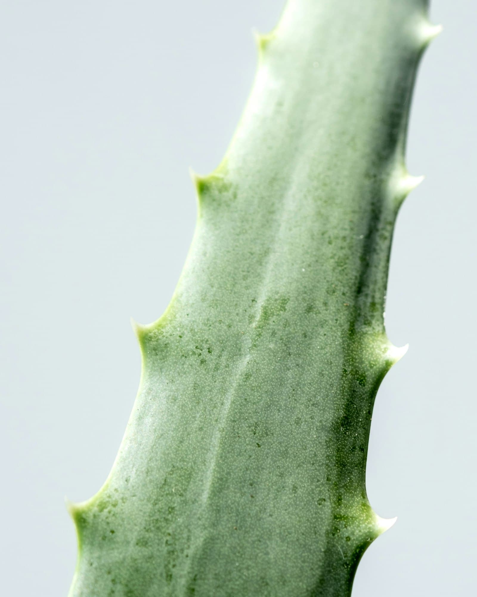 Aloja vera — slika 3