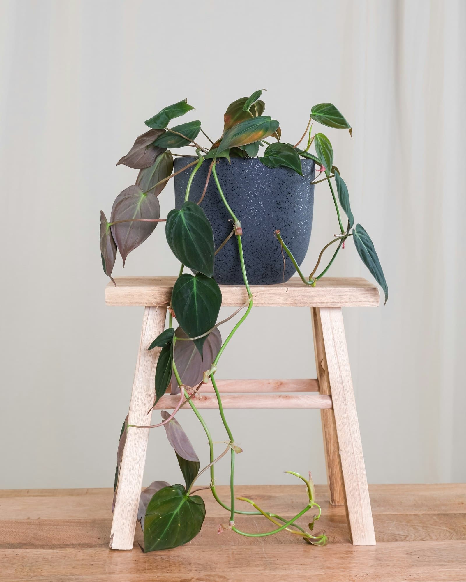 Filodendron