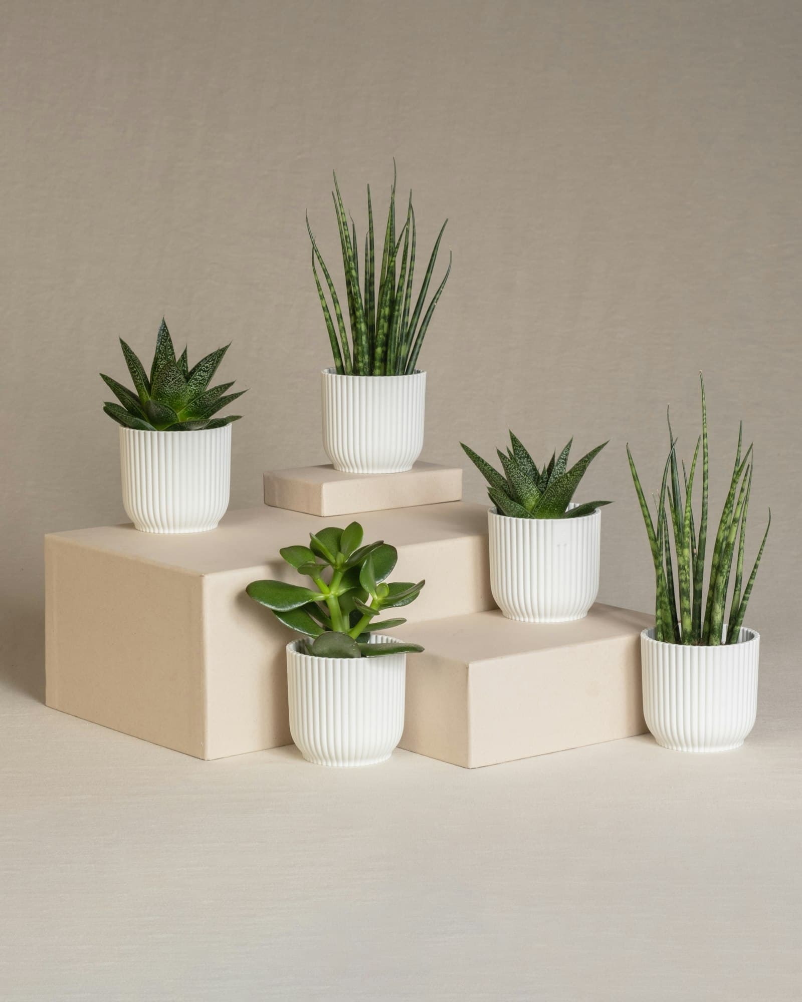 Set sukulenata