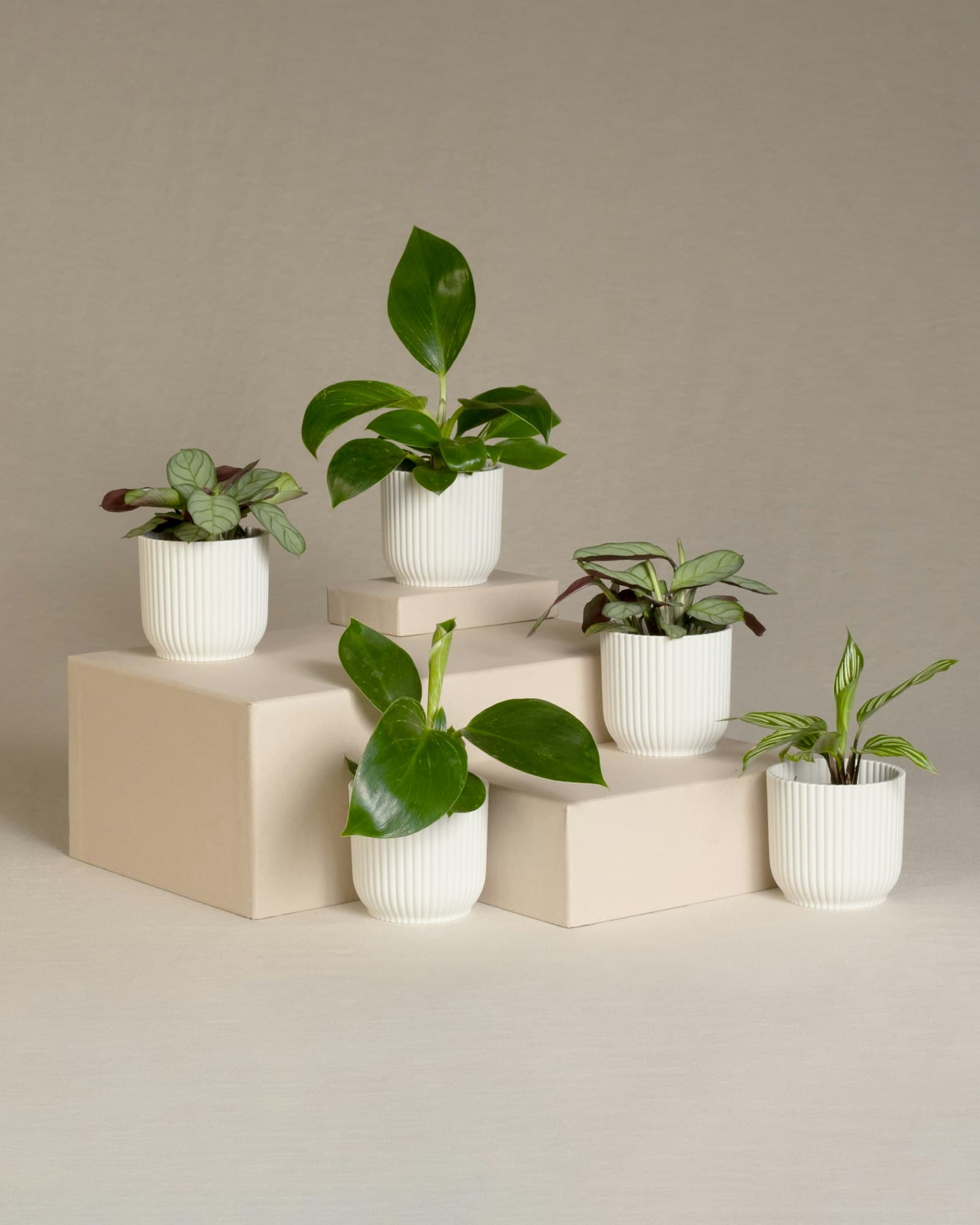 Set sukulenata — slika 2